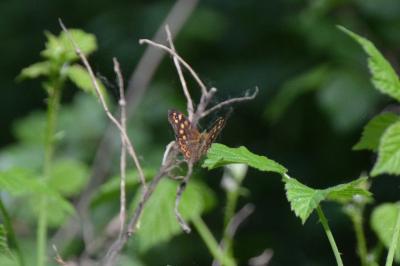 <i>Pararge aegeria</i>
