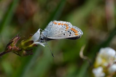<i>Aricia agestis</i>