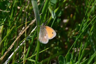 <i>Coenonympha pamphilus</i>