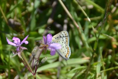 <i>Lycaena tityrus</i>