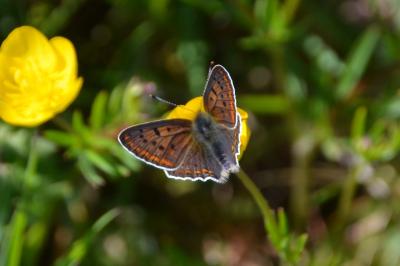 <i>Lycaena tityrus</i>