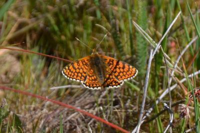 <i>Melitaea cinxia</i>