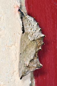 <i>Nymphalis polychloros</i>