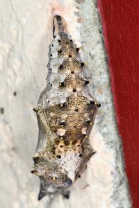 <i>Nymphalis polychloros</i>
