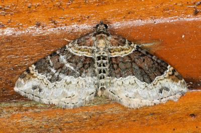 <i>Xanthorhoe ferrugata</i>