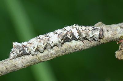 <i>Allophyes oxyacanthae</i>