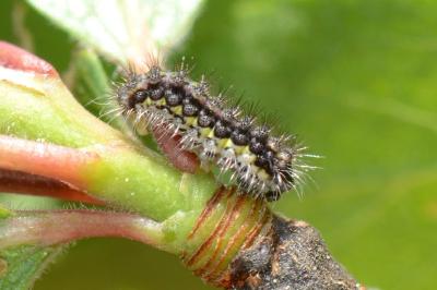 <i>Aglaope infausta</i>
