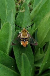 <i>Hemaris tityus</i>