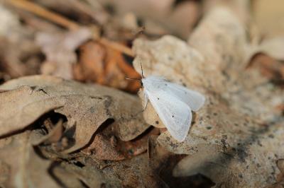 <i>Diaphora mendica</i>