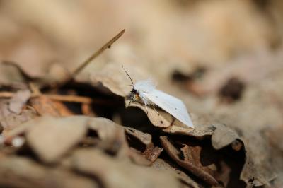 <i>Diaphora mendica</i>