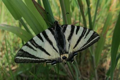 <i>Iphiclides podalirius</i>