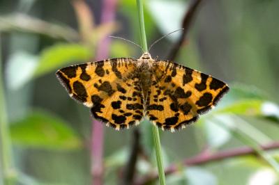 <i>Pseudopanthera macularia</i>