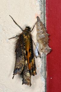 <i>Nymphalis polychloros</i>