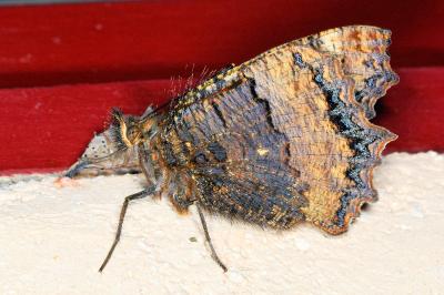 <i>Nymphalis polychloros</i>