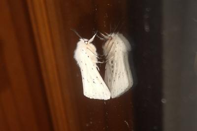 <i>Spilosoma lubricipeda</i>