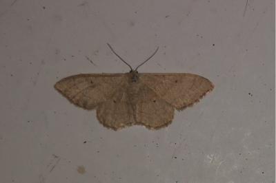 <i>Idaea aversata</i>