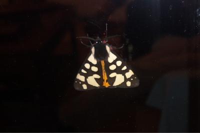 <i>Arctia villica</i>