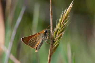 <i>Thymelicus sylvestris</i>