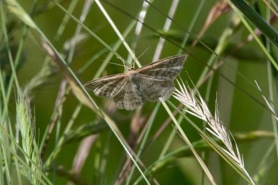 <i>Perconia strigillaria</i>