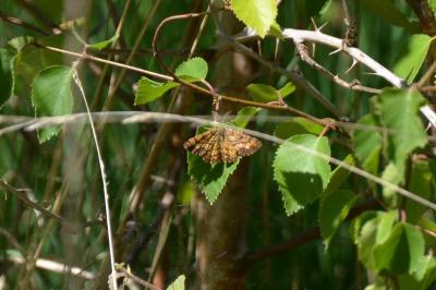 <i>Ematurga atomaria</i>