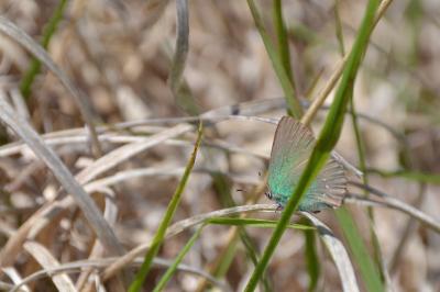 <i>Callophrys rubi</i>