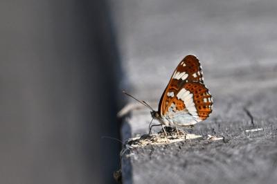 <i>Limenitis camilla</i>