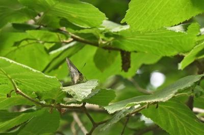 <i>Quercusia quercus</i>