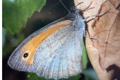 <i>Maniola jurtina</i>