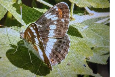 <i>Limenitis camilla</i>