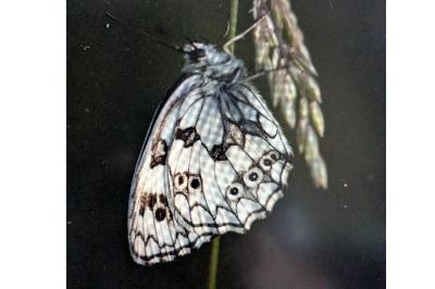 <i>Melanargia galathea</i>