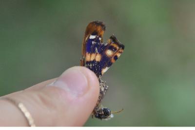 <i>Apatura ilia</i>