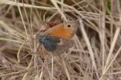 <i>Coenonympha pamphilus</i>