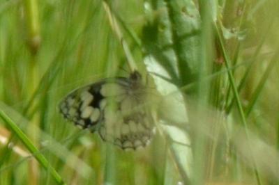 <i>Melanargia galathea</i>