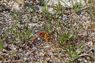 <i>Lythria cruentaria</i>