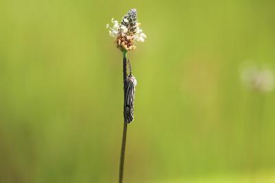 <i>Spiris striata</i>