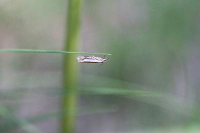 <i>Crambus pascuella</i>