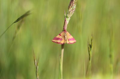 <i>Lythria cruentaria</i>
