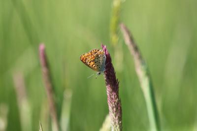 <i>Lycaena tityrus</i>