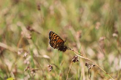 <i>Melitaea athalia</i>