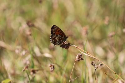 <i>Melitaea athalia</i>