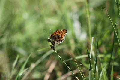 <i>Melitaea cinxia</i>