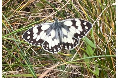 <i>Melanargia galathea</i>