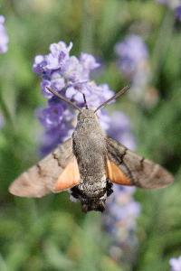 <i>Macroglossum stellatarum</i>