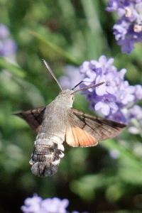 <i>Macroglossum stellatarum</i>