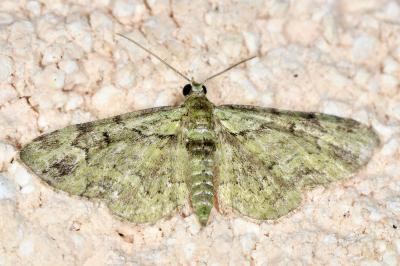 <i>Pasiphila rectangulata</i>