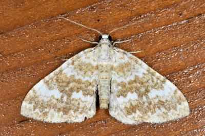 <i>Perizoma flavofasciata</i>