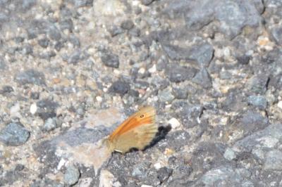 <i>Coenonympha pamphilus</i>