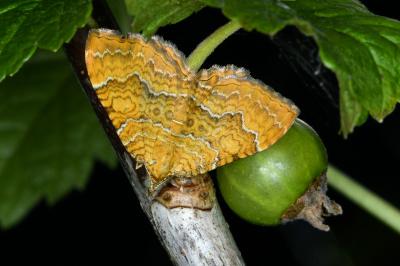 Camptogramma bilineata