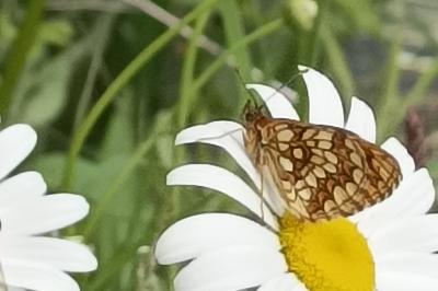 <i>Melitaea athalia</i>