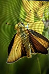 <i>Thymelicus lineola</i>